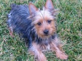 TERRIER SEDOSO AUSTRALIANO