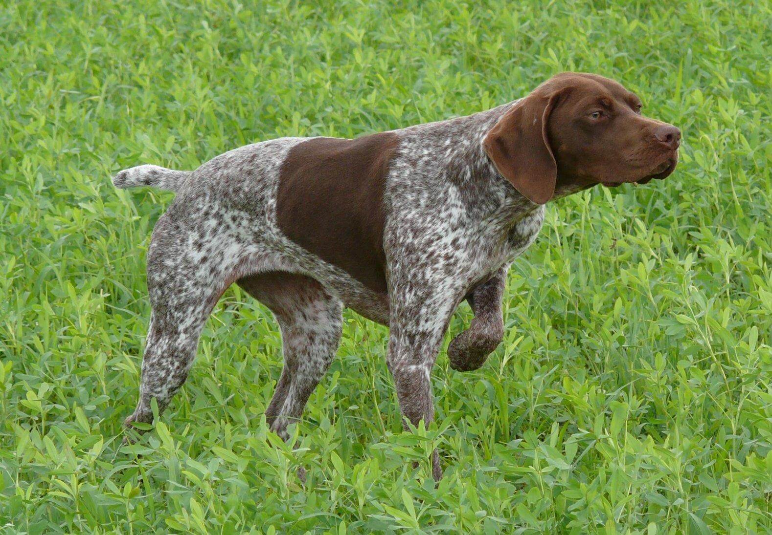 BRACO FRANCÉS TIPO GASCUÑA
