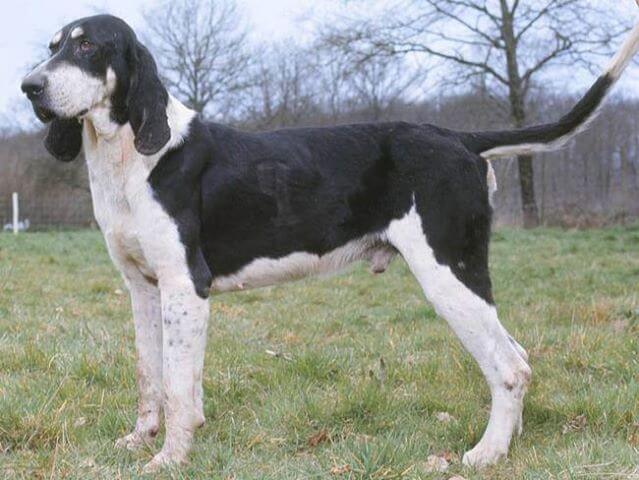 SABUESO FRANCÉS BLANCO Y NEGRO