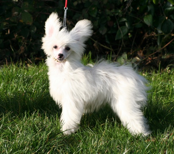 PERRO CRESTADO CHINO