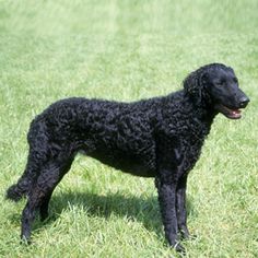 RETRIEVER DE PELO RIZADO