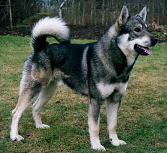 LAIKA DE SIBERIA ORIENTAL