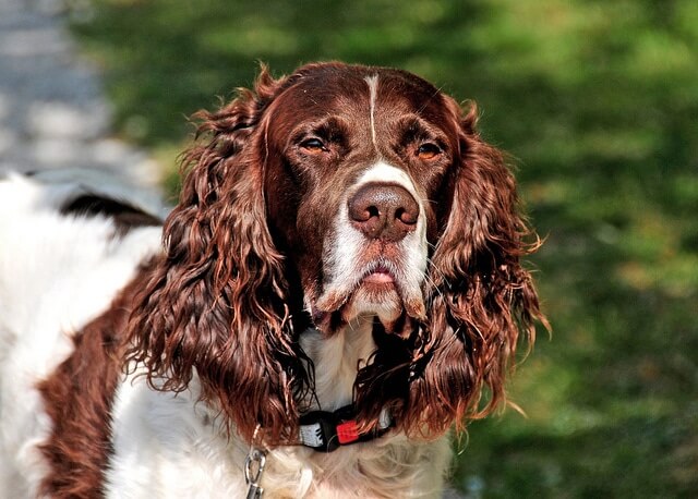 SPANIEL FRANCÉS