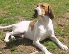 SABUESO FRANCÉS BLANCO Y NARANJA