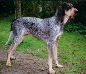 GRAN SABUESO AZUL DE GASCUÑA