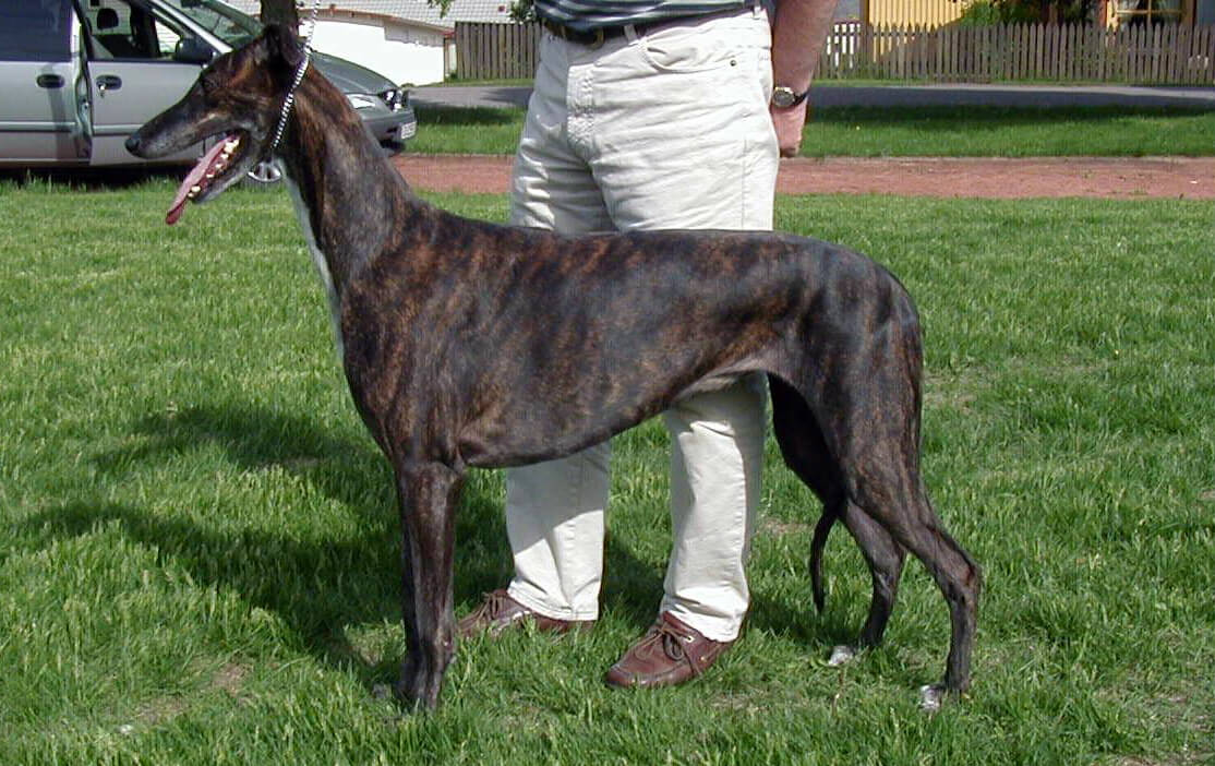 GREYHOUND – GALGO INGLÉS