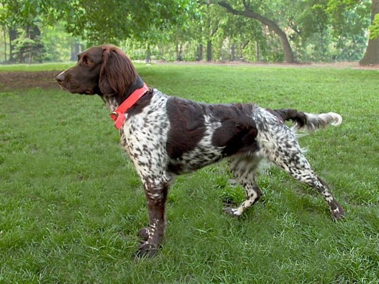 GRAN MÜNSTERLÄNDER