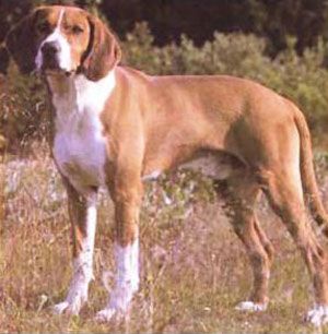 SABUESO DE HYGEN