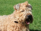 TERRIER IRLANDÉS SOFT COATED WHEATEN