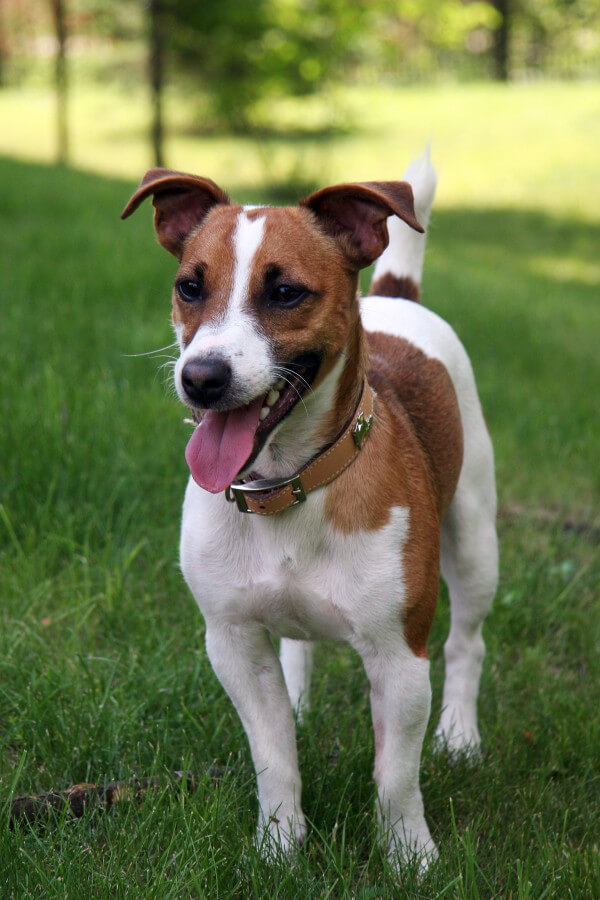 TERRIER DE JACK RUSSELL