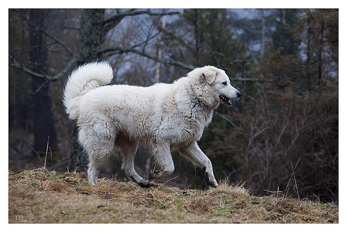 KUVASZ