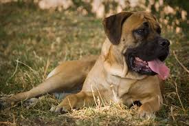 MASTIFF (MASTÍN INGLÉS)