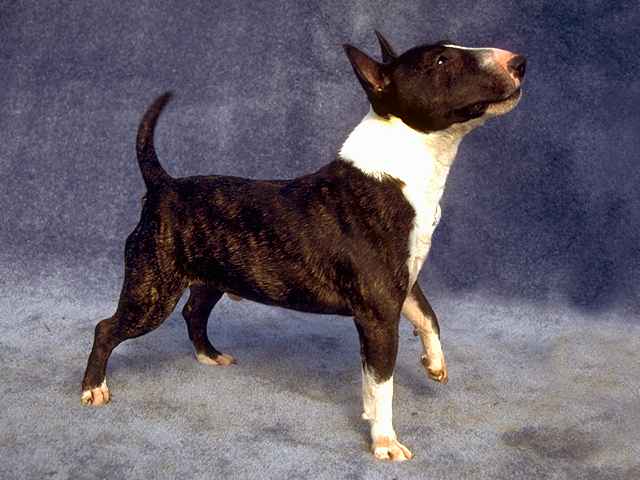 BULL TERRIER MINIATURA