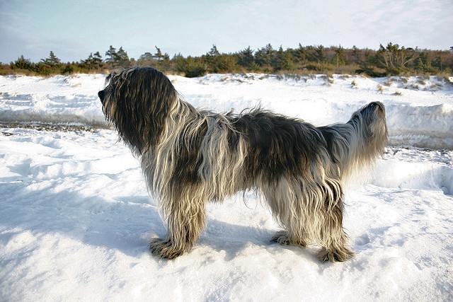 SCHAPENDOES HOLANDÉS