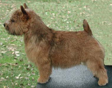 TERRIER DE NORWICH