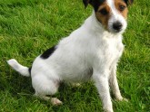 TERRIER PARSON RUSSELL