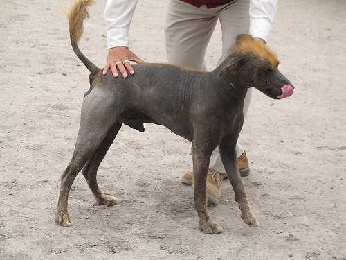 PERRO SIN PELO DEL PERÚ