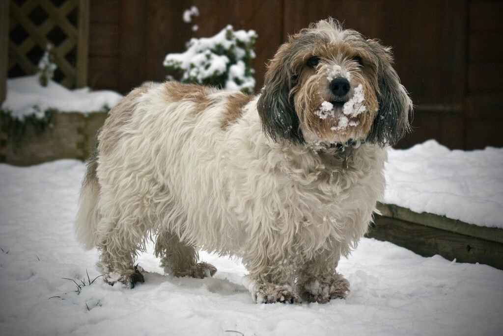 PEQUEÑO BASSET GRIFÓN VENDEANO