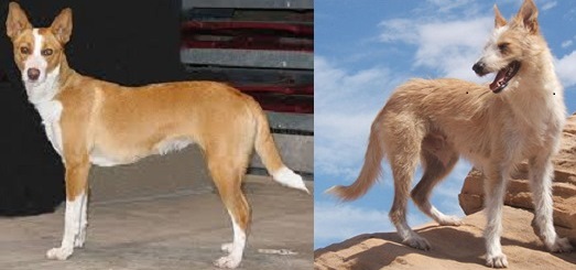 PODENCO PORTUGUÉS GRANDE