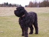TERRIER NEGRO RUSO