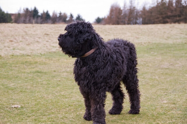 TERRIER NEGRO RUSO