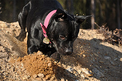 STAFFORDSHIRE BULL TERRIER
