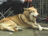 PERRO LOBO DE SAARLOOS