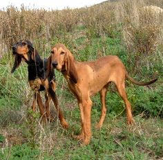 SABUESO ITALIANO DE PELO CORTO