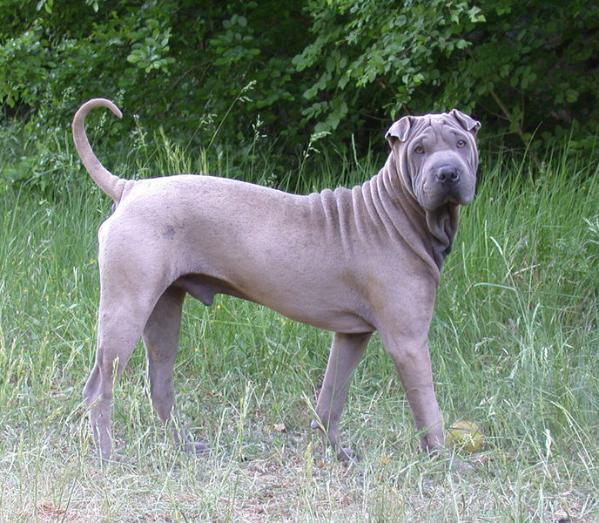 SHAR PEI