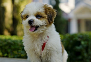 SHIH TZU