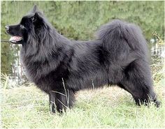 PERRO SUECO DE LAPONIA