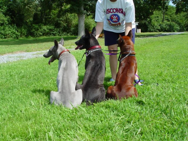 THAI RIDGEBACK