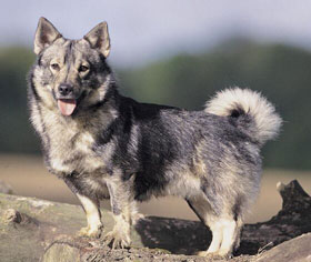 SPITZ DE LOS VISIGODOS