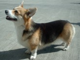 WELSH CORGI PEMBROKE