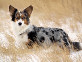 WELSH CORGI CARDIGAN