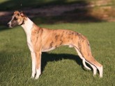 WHIPPET