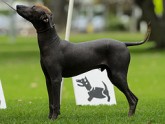 XOLOITZCUINTLE