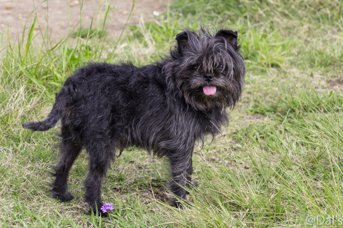 AFFENPINSCHER