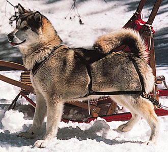 MALAMUTE DE ALASKA
