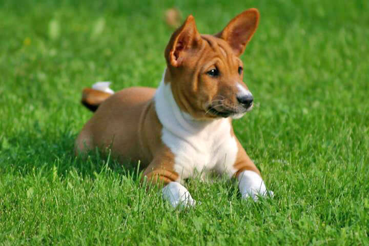BASENJI