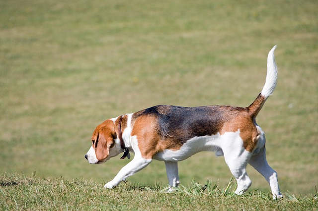 BEAGLE
