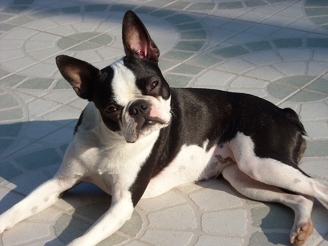 BOSTON TERRIER
