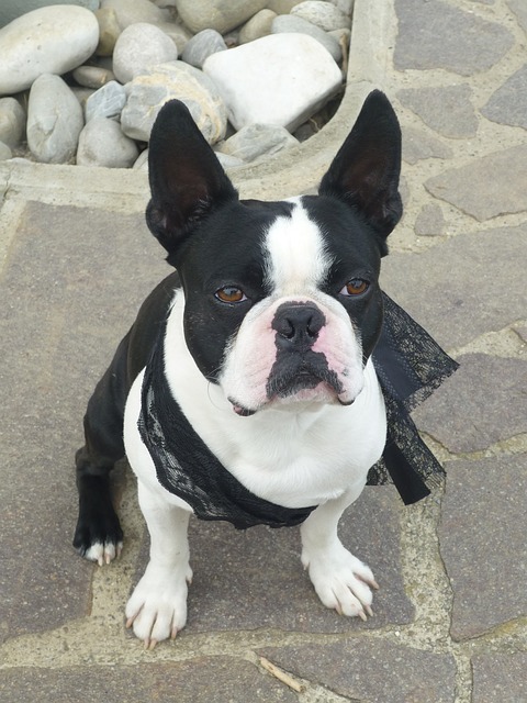 BOSTON TERRIER