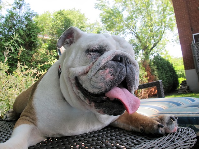BULLDOG
