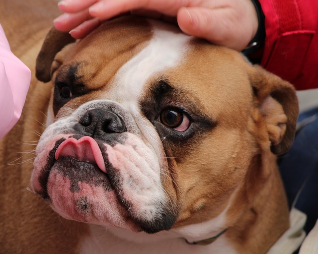 BULLDOG