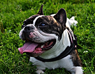 BULLDOG FRANCÉS