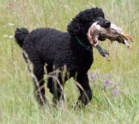 CANICHE