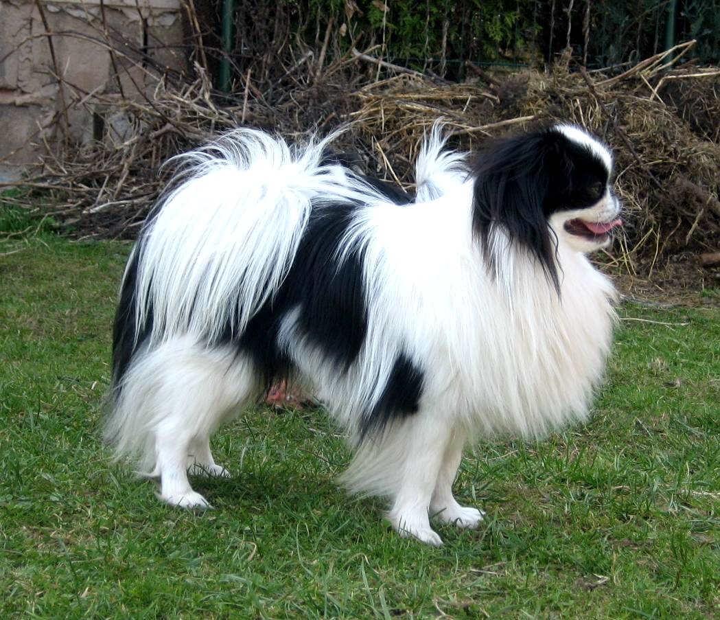 SPANIEL JAPONÉS – CHIN