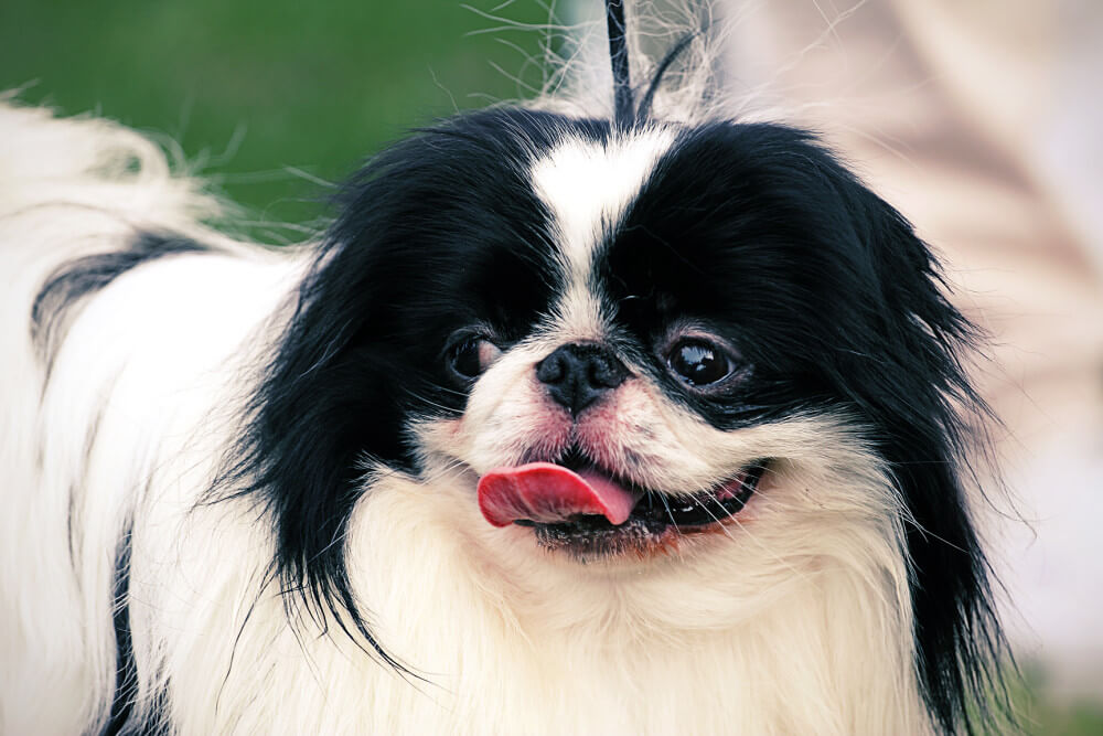 SPANIEL JAPONÉS – CHIN