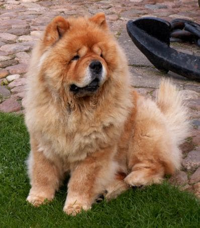 CHOW CHOW